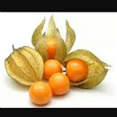 میوه فیسالیس کلمبیایی