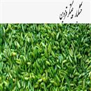 خشکبار چیتگر قزوین