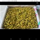 فروش عمده انواع کشمش صادراتی 