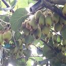 تولیدخرید و فروش میوه کیوی