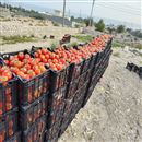 کشاورزی-گوجه فرنگی 4129